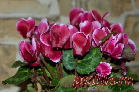 После этой подкормки цикламен завалит бутонами: ее активно используют в цветочных магазинах. Цикламен относится к растениям, которые радуют своих владельцев цветением в зимнее время года.