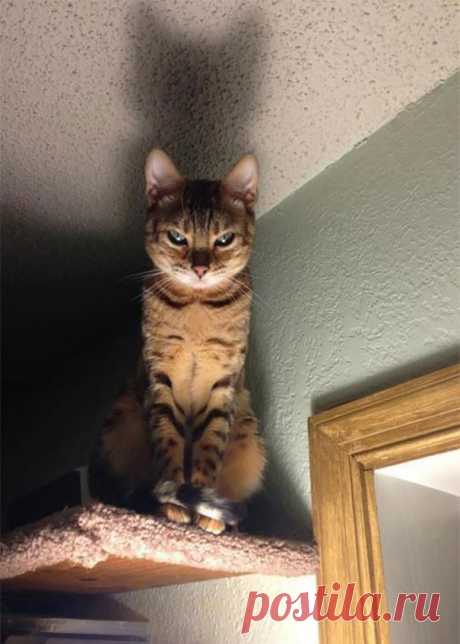 50 случаев, когда кошки случайно показали темную сторону своей личности