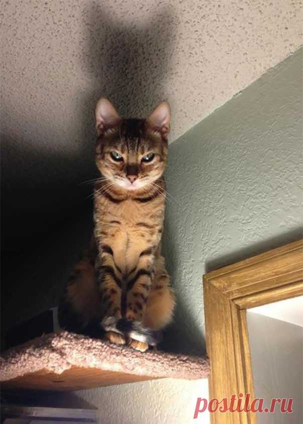 50 случаев, когда кошки случайно показали темную сторону своей личности