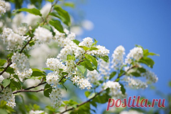 Доброе утро! Удачного дня и весеннего настроения!