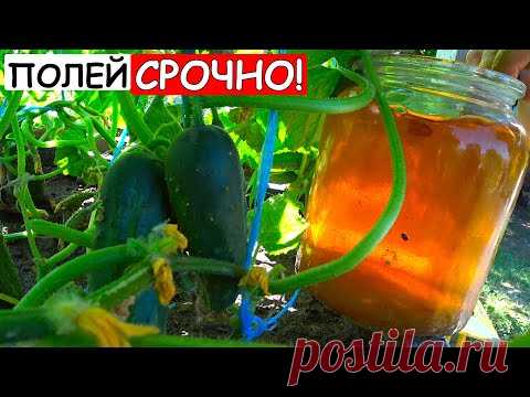 ПОЧЕМУ об ЭТОМ МОЛЧАТ? За ночь наросло 5 ведер огурцов после этой подкормки!