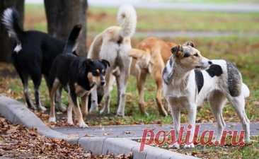 2025- «СОБАЧИЙ ЗАКОН» открыл путь к «СОБАЧЬЕМУ ТЕРРОРУ». А кто-то денежки считает -  Стаи бездомных псов продолжают НАПАДАТЬ НА ЛЮДЕЙ и УБИВАТЬ ДЕТЕЙ. Что происходит?