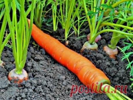 Подкормка моркови. Удобрения для моркови