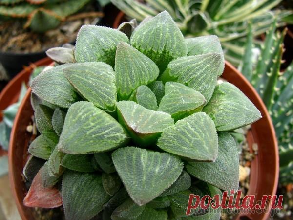 Популярные виды суккулента хавортия: название и описание