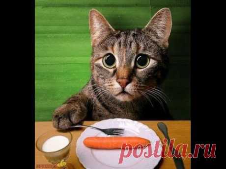 Кот и Морковь - Любовь ... Cat and Carrots - Love - YouTube