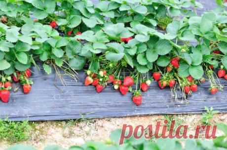 Какие растения лучше всего выбирать в качестве соседей для клубничной грядки