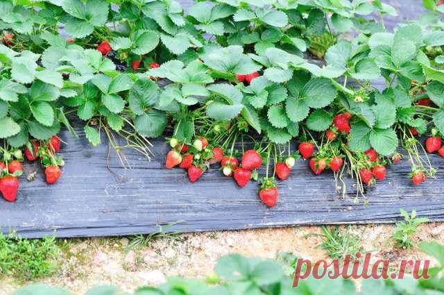 Какие растения лучше всего выбирать в качестве соседей для клубничной грядки