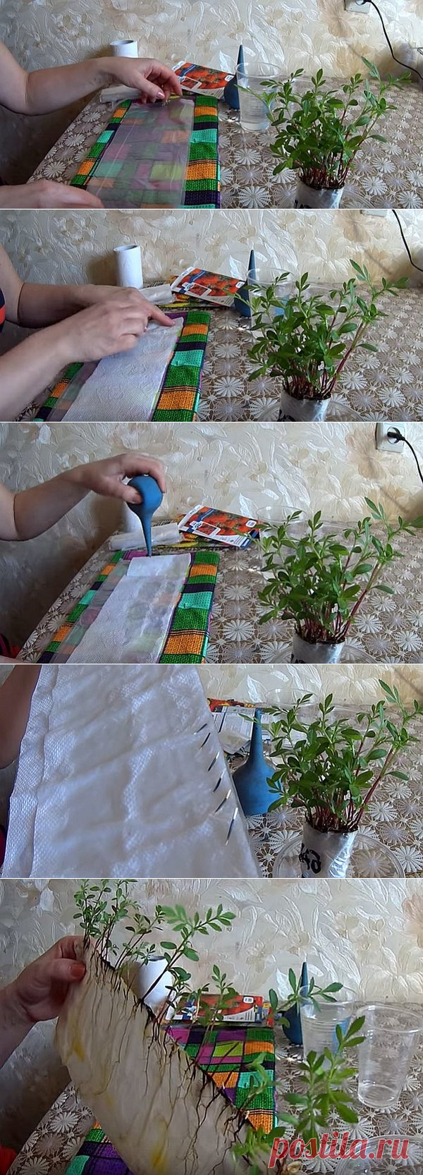 Сажаем БАРХАТЦЫ на рассаду без земли