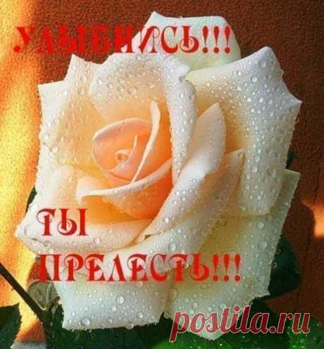 Архив открыток отправленных 5 Января 2016 года. Добавили: Nina Konisidi, Клара Ведлер, Umochka , Львица , Тимофей Сарычев, Светлана Каламанова, U U, Sergey Filipenko, Саныч Фромм
