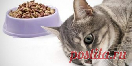 Кот отказывается от еды: причины и способы решения проблемы - Кот и кошка Котам свойственна умеренность в еде от природы. Но владельцы домашних животных должны обращать внима