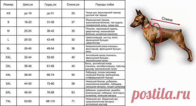 Как самому связать одежду для собаки своими руками по готовым схемам