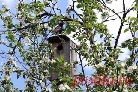 Что посадить на даче, если вы появляетесь на ней только в выходные | Огород без хлопот