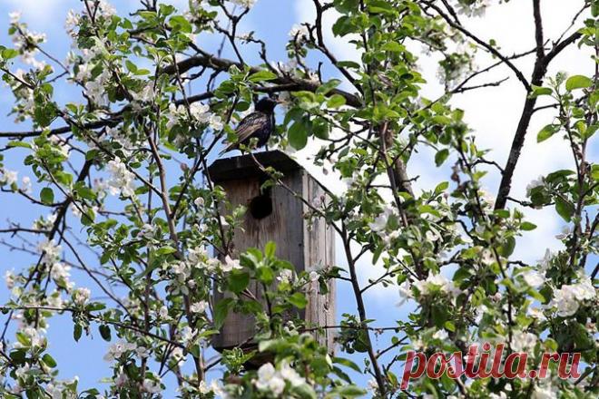 Что посадить на даче, если вы появляетесь на ней только в выходные | Огород без хлопот