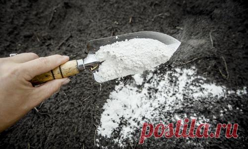 Доломитовая мука: как правильно использовать в саду и огороде