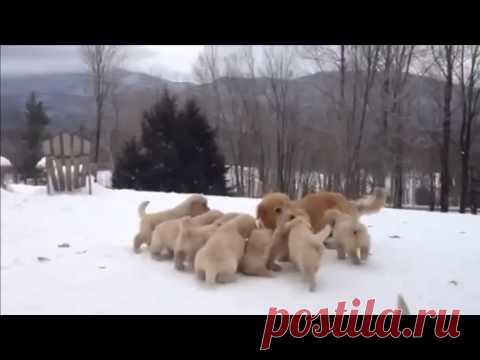 Счастливая мама | ВИДЕОСМАК
