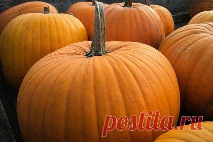 Россиянка вырастила тыкву весом 400 килограммов. Жительница Тверской области Наталья Волкова вырастила тыкву весом более 400 килограммов. По ее словам, идея вырастить тыкву появилась, когда заметила объявление об очередном всероссийском конкурсе гигантских тыкв «ТыквыБатл-2023». Гигантскую тыкву высадили рассадой в апреле.