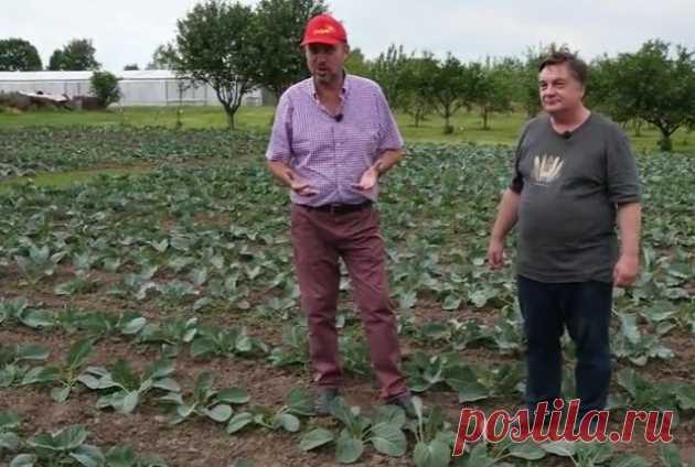 Что любит капуста?
