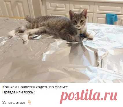 Кошкам нравится ходить по фольге
Правда или ложь?

Узнать ответ 👇🏻

Ответ в телеграм канале "Интересные Викторины с ответами"
Каждый день новые  Викторины
ссылка в описании