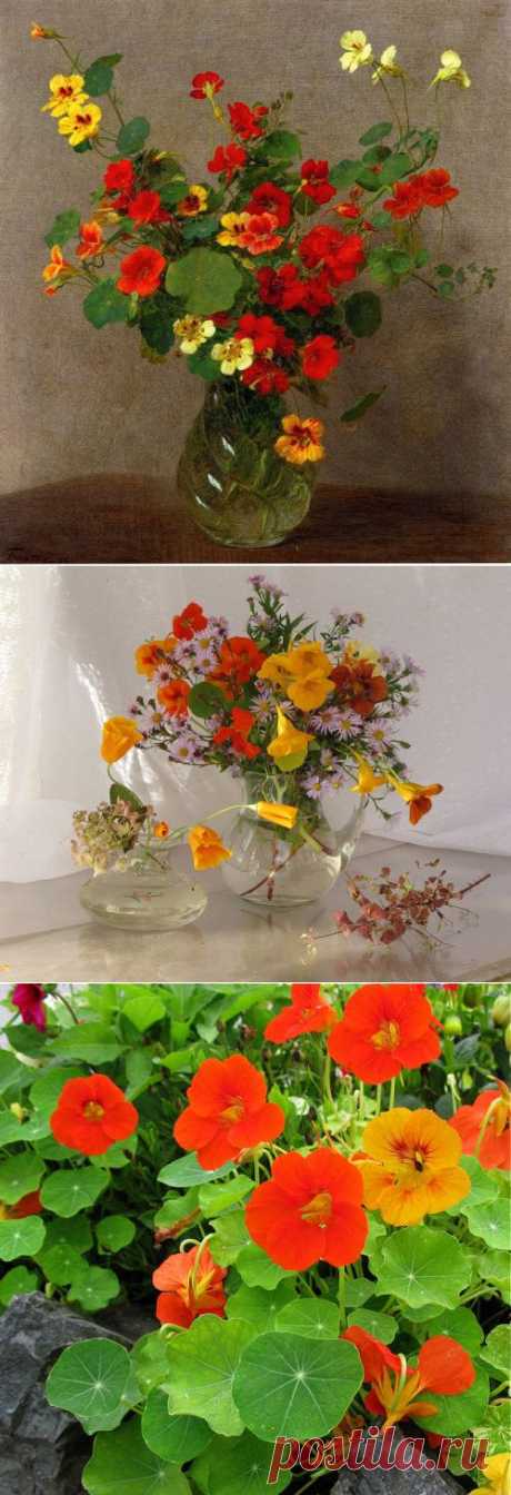 Настурция - оранжевое чудо.