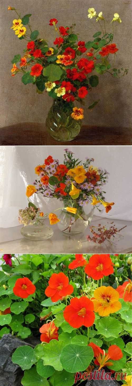 Настурция - оранжевое чудо.