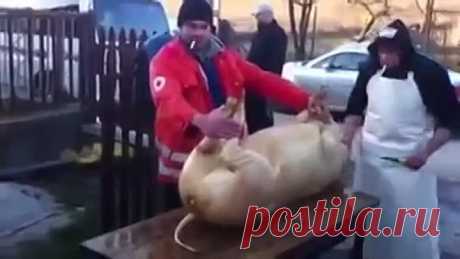 (55) Одноклассники