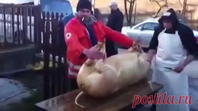 (55) Одноклассники
