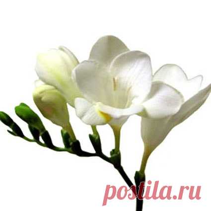 Дорогие мастерицы! Подскажите, пожалуйста,(кто делал из вас фрезию),сколько веточка стоить может или букет?