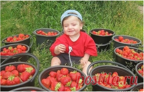 КАЛЕНДАРЬ УХОДА ЗА КЛУБНИКОЙ С ВЕСНЫ ДО ОСЕНИ.
Cохраните, чтобы не потерять!

Календарь ухода за клубникой с весны до осени. 
Клубника (садовая земляника) – довольно капризная культура. Поэтому за ней нужно тщательно ухаживать с ранней весны до поздней осени. Мы расскажем, какие работы и в какое время нужно проводить. 

За клубничной грядкой начинают ухаживать еще до того, как полностью сойдет снег (обычно в марте), а заканчивают работы с наступлением заморозков. 

Март 
К...