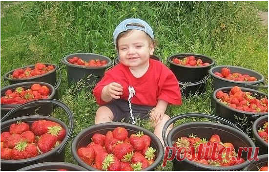 КАЛЕНДАРЬ УХОДА ЗА КЛУБНИКОЙ С ВЕСНЫ ДО ОСЕНИ.
Cохраните, чтобы не потерять!

Календарь ухода за клубникой с весны до осени. 
Клубника (садовая земляника) – довольно капризная культура. Поэтому за ней нужно тщательно ухаживать с ранней весны до поздней осени. Мы расскажем, какие работы и в какое время нужно проводить. 

За клубничной грядкой начинают ухаживать еще до того, как полностью сойдет снег (обычно в марте), а заканчивают работы с наступлением заморозков. 

Март 
К...