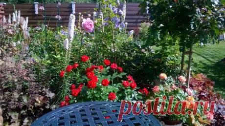 Моя дача: концепция сада - непрерывное цветение