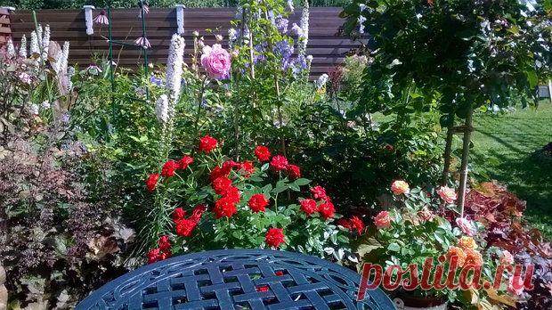 Моя дача: концепция сада - непрерывное цветение