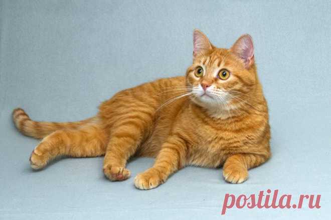 Котик Мякиш ищет доброе сердце. Москва – Животные ищут дом, пользователь Ольга PPR | Группы Мой Мир