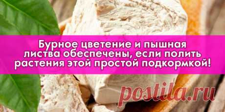 Бурное цветение и пышная листва обеспечены, если полить растения этой простой подкормкой! | Полезные советы