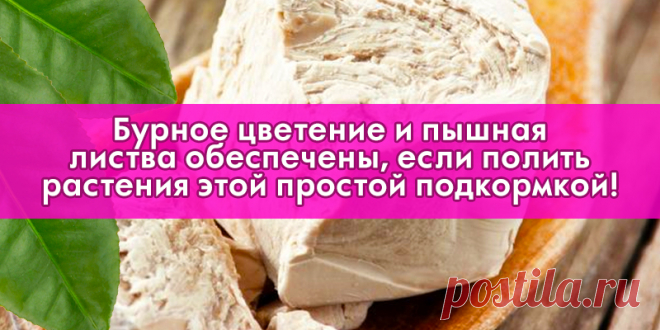 Бурное цветение и пышная листва обеспечены, если полить растения этой простой подкормкой! | Полезные советы