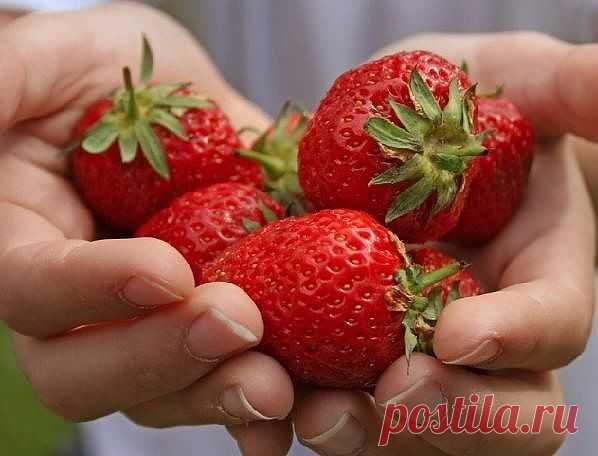 Подкормка клубники и борьба с вредителями

Состав: 1 стакан золы залить 1-2 литрами кипятка, до остывания, 2гр. марганцовки, 2гр. борной кислоты (порошок), 1 ст. ложка йода. Золу процедить, все это на ведро воды. Сразу намешиваю в бочку и опрыскиваю до полного смачивания листвы. Это и подкормка микро и макроэлиментами, и борьба с вредителями. Может кого-то заинтересует, попробуйте. Я же стала собирать ягоду ведрами.