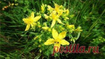 Зверобой. Полезные, лечебные свойства травы, противопоказания, рецепты народной медицины