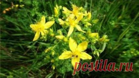 Зверобой. Полезные, лечебные свойства травы, противопоказания, рецепты народной медицины