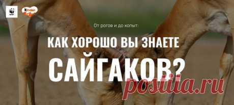 Кто такой сайгак? Как у него дела? И другие любопытные вопросы. Если вы читали наш ликбез по сайгакам, то пройдете эту викторину на раз-два – но даже если нет, проверьте себя 😉