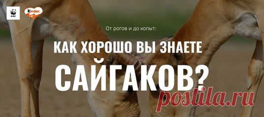 Кто такой сайгак? Как у него дела? И другие любопытные вопросы. Если вы читали наш ликбез по сайгакам, то пройдете эту викторину на раз-два – но даже если нет, проверьте себя 😉