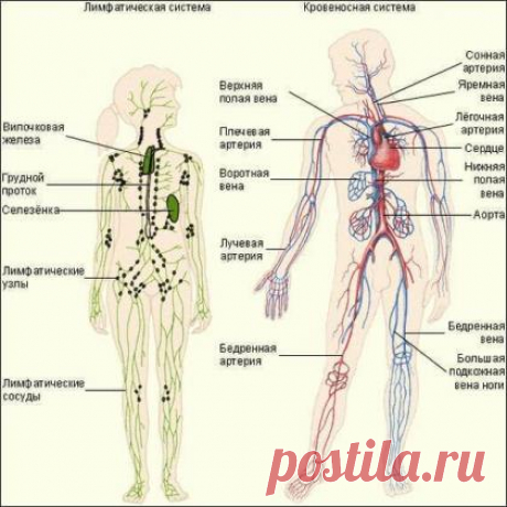 Лимфаденит: 80% того, что мы делаем, вредит нашему здоровью
