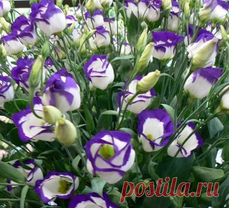 Эустома украсит ваш сад