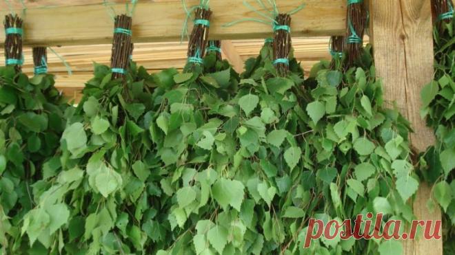 Как вяжут веники для русской бани? | Красота и здоровье