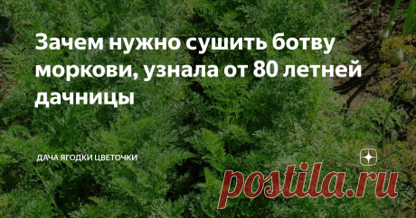 Зачем нужно сушить ботву моркови, узнала от 80 летней дачницы фото автора
Никогда раньше не сушила ботву моркови, пока не узнала, насколько она полезна. Моя соседка по даче Нина Андреевна похоже взяла надо мной шефство. Ей уже пошел 81 год, но все грядки у нее в полном порядке.
Приходит на дачу и потихоньку перекапывает лопатой весь огород, вокруг кустов и деревьев у нее совсем нет сорняков. Принесла нынче в мае какой – то журнал с заговором от сорняков и