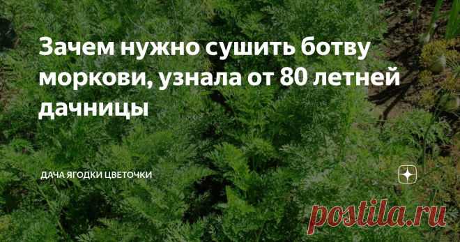Зачем нужно сушить ботву моркови, узнала от 80 летней дачницы фото автора
Никогда раньше не сушила ботву моркови, пока не узнала, насколько она полезна. Моя соседка по даче Нина Андреевна похоже взяла надо мной шефство. Ей уже пошел 81 год, но все грядки у нее в полном порядке.
Приходит на дачу и потихоньку перекапывает лопатой весь огород, вокруг кустов и деревьев у нее совсем нет сорняков. Принесла нынче в мае какой – то журнал с заговором от сорняков и