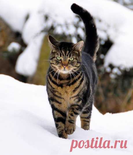 Norwegian Forest Cat in Snow