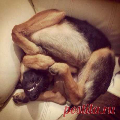 Приколисты