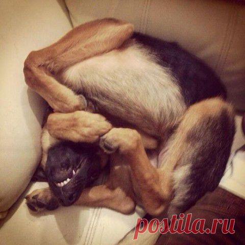 Приколисты