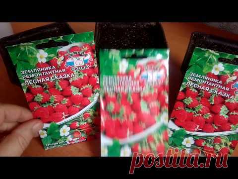 Посев земляники разными способами - по снегу, по  кипятку, классический способ.