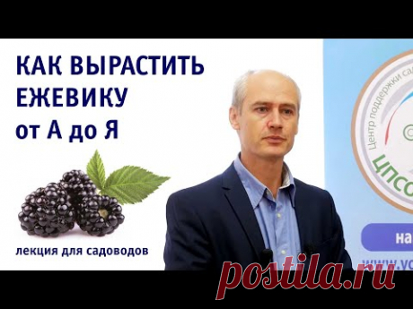 Все о выращивании ежевики на приусадебном участке. Лекция.