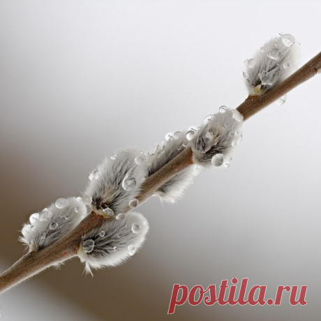 Христиане празднуют сегодня вербное воскресенье. Автор фото: Иванов Александр.